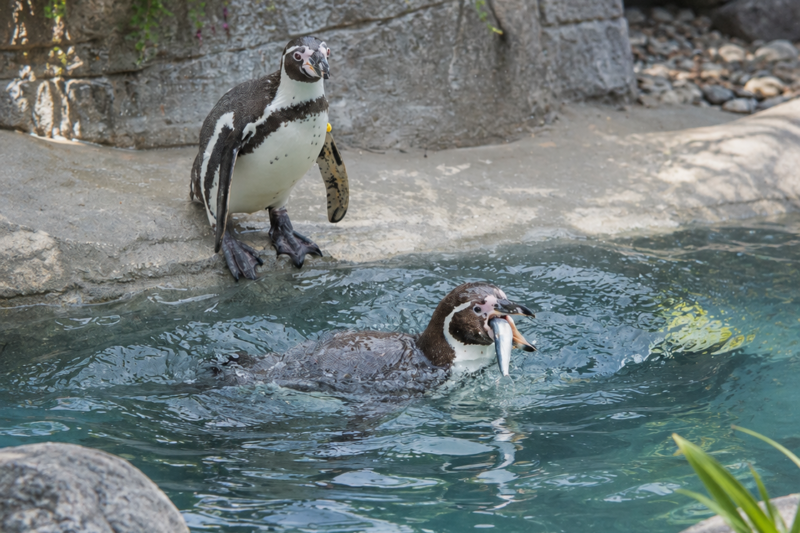 Cornish sardines back on menu for penguins