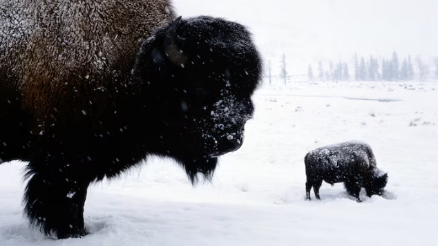 American Bison