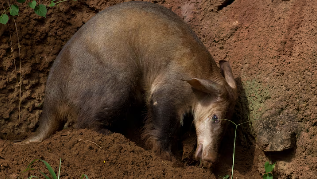 Aardvark