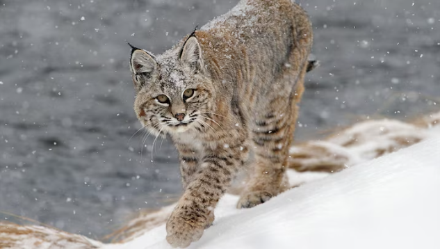 Bobcat