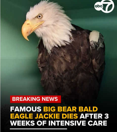 Jackie, famed Big Bear bald eagle, dies 3 weeks after entering Ojai Raptor Center