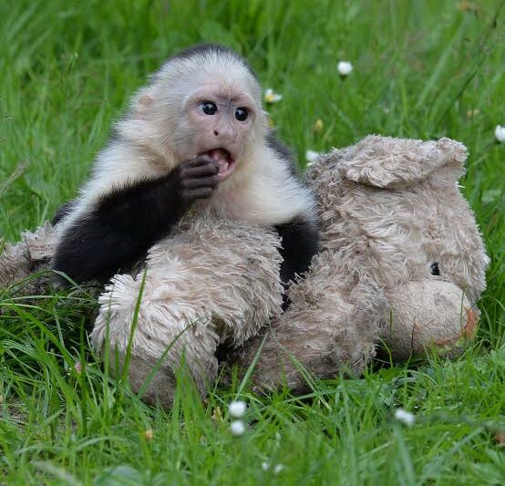 MONKEY SEE MONKEY DO