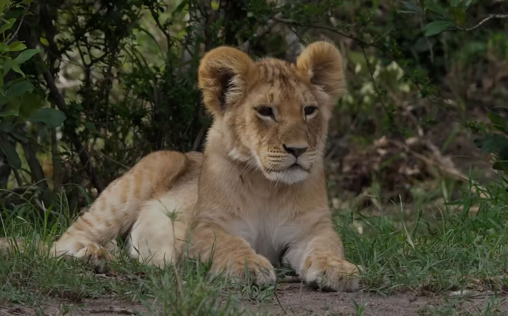 BÉBÉS ANIMAUX 4K | Le Monde Merveilleux des Jeunes Animaux | Film de Relaxation